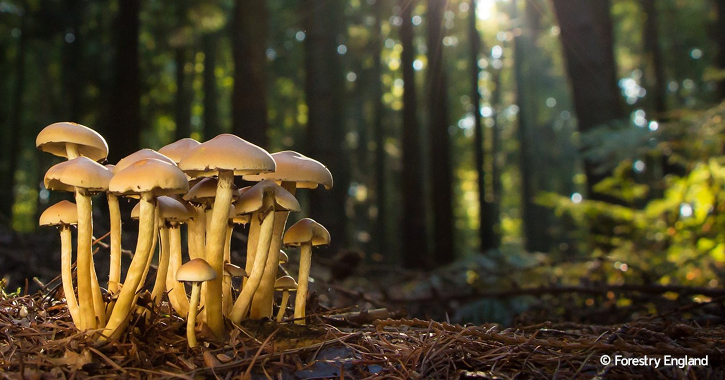 Forage for seasonal wild food at Hamsterley Forest including mushrooms